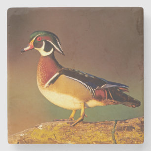 Male wood duck, Illinois Stone Coaster