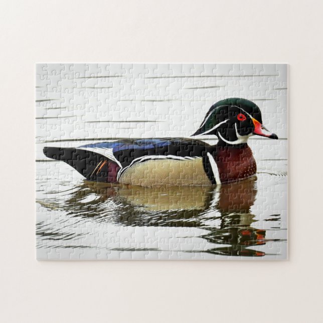 Male Wood Duck in Colourful Plumage Jigsaw Puzzle (Horizontal)