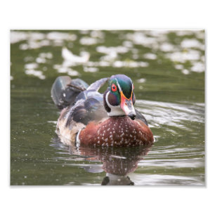 Male Wood Duck Just Floating Along Print