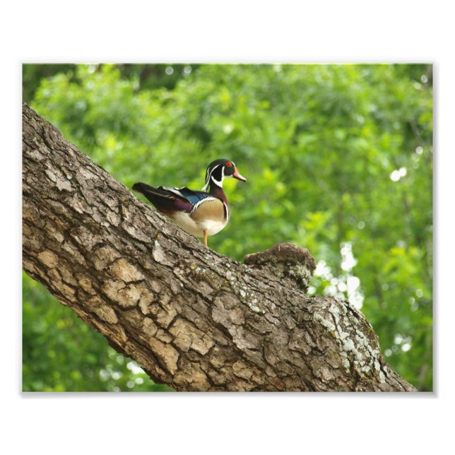 Male Wood Duck on Branch outside Nest Photo Print (Front)