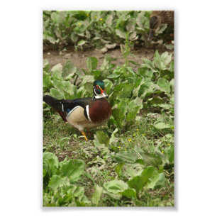 Male Wood Duck Photo Print