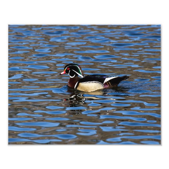 Male Wood Duck Photo Print (Front)