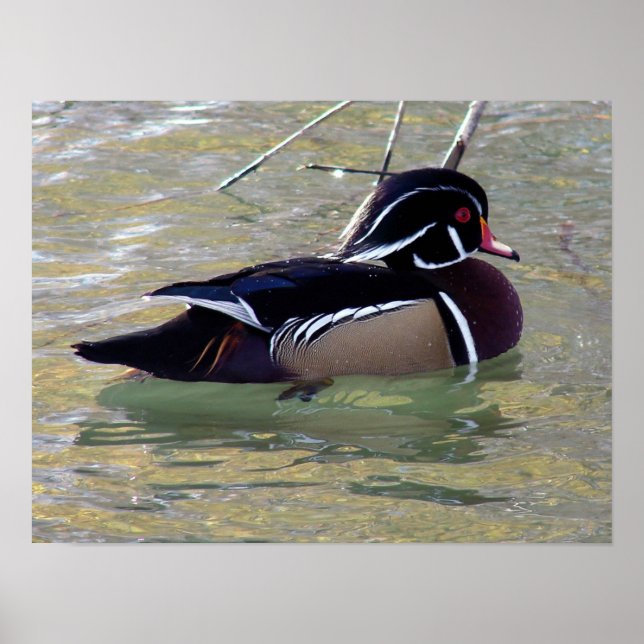 Male Wood Duck Poster (Front)