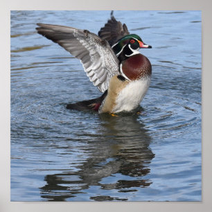 Male Wood Duck Poster