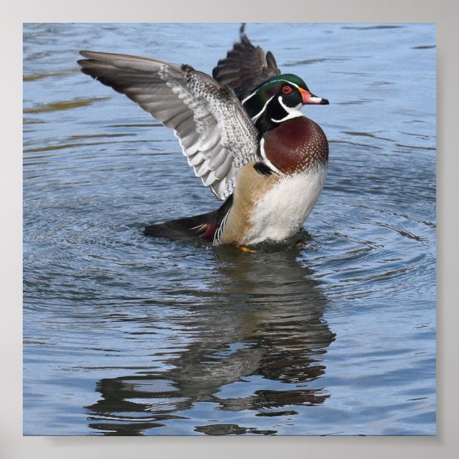 Male Wood Duck Poster (Front)