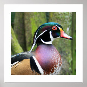 Male Wood Duck Profile Poster