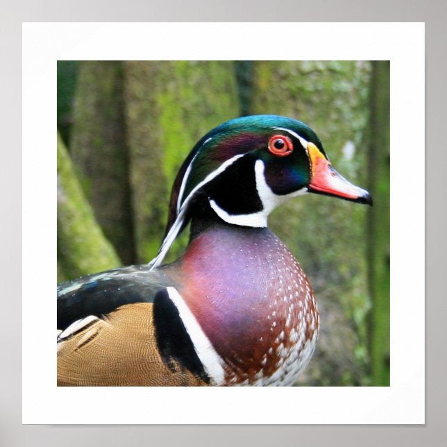 Male Wood Duck Profile Poster (Front)