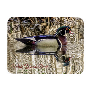 Male wood duck swimming in pond jigsaw puzzle magnet