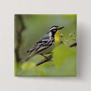 Male Yellow-throated Warbler, Dendroica 15 Cm Square Badge