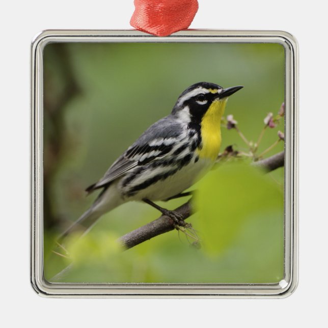 Male Yellow-throated Warbler, Dendroica Metal Ornament (Front)