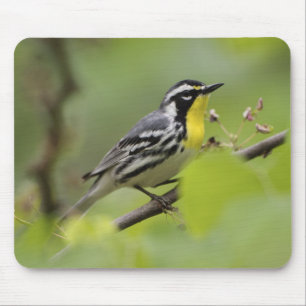 Male Yellow-throated Warbler, Dendroica Mouse Pad