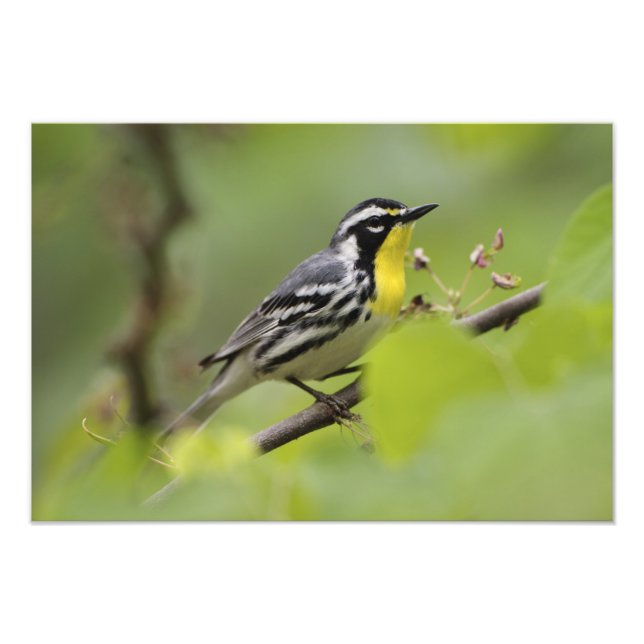 Male Yellow-throated Warbler, Dendroica Photo Print (Front)