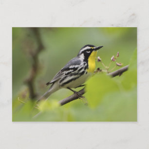 Male Yellow-throated Warbler, Dendroica Postcard