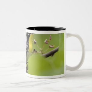Male Yellow-throated Warbler, Dendroica Two-Tone Coffee Mug