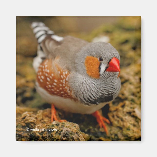 Male Zebra Finch on the Rocks Magnet (Front)