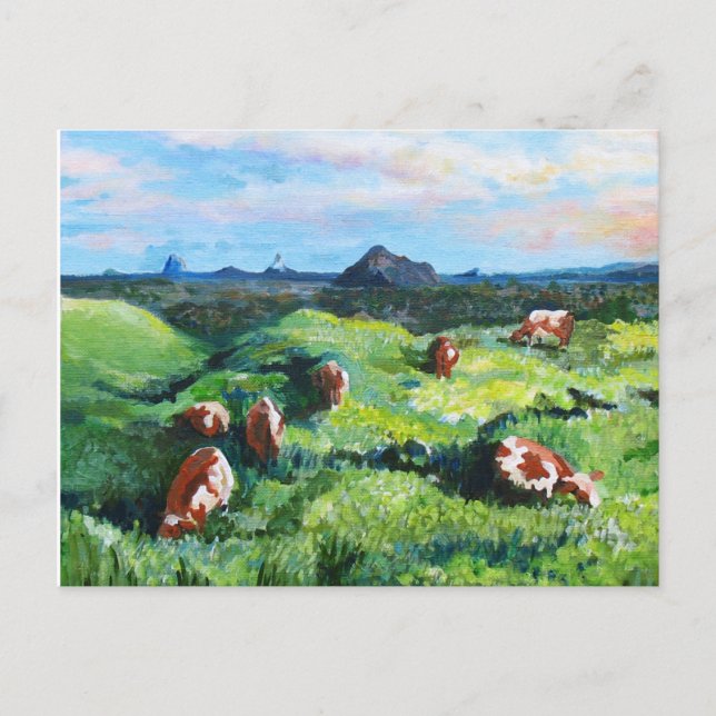Maleny cows postcard (Front)