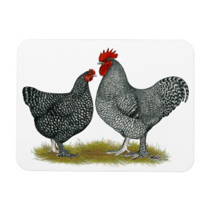 Maline Chickens Magnet