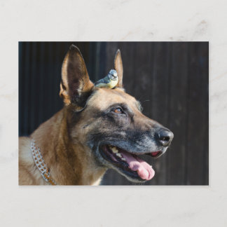 Malinois ( Hund)  mit Blaumeise Postcard