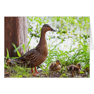 Mallard and Ducklings by Shirley Taylor