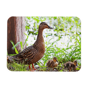 Mallard and Ducklings by Shirley Taylor Magnet