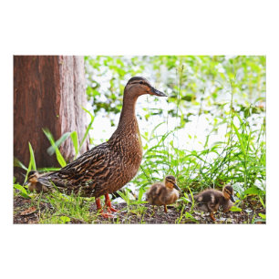 Mallard and Ducklings by Shirley Taylor Photo Print