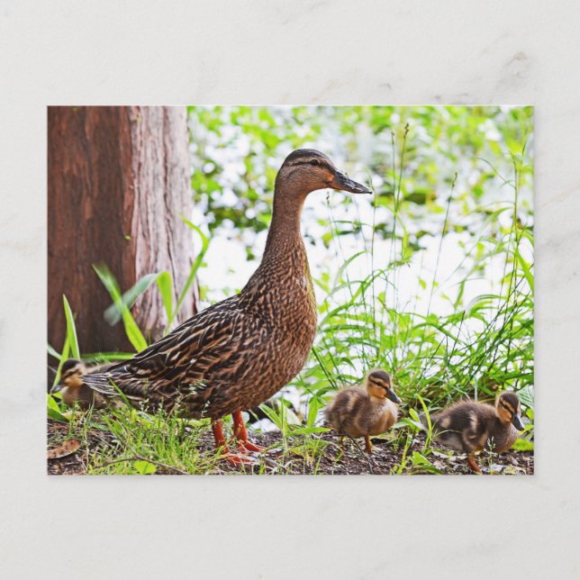 Mallard and Ducklings by Shirley Taylor Postcard (Front)