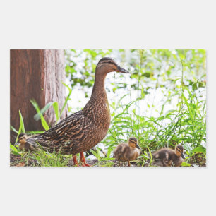 Mallard and Ducklings by Shirley Taylor Rectangular Sticker