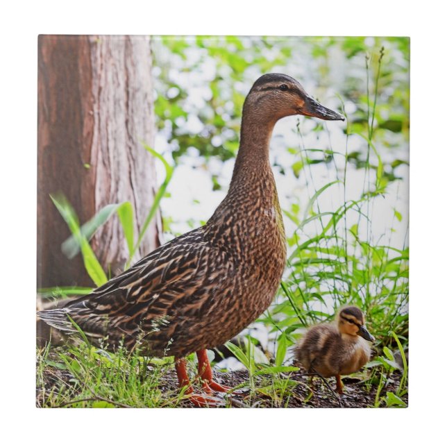 Mallard and Ducklings by Shirley Taylor Tile (Front)
