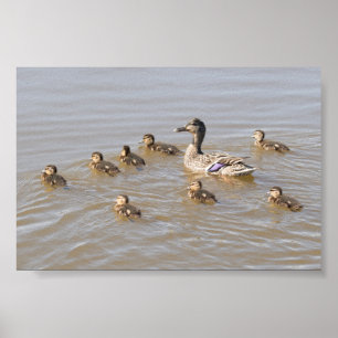 Mallard and Ducklings Poster