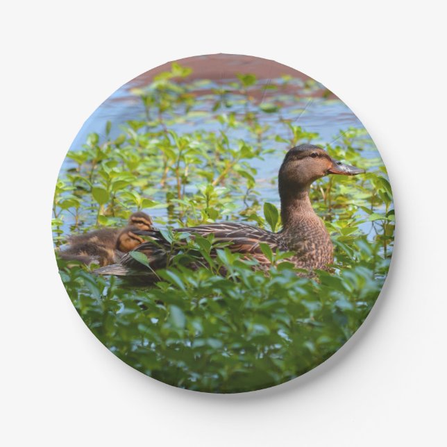 Mallard and Ducklings-Swimming by Shirley Taylor Paper Plate (Front)