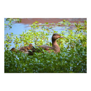 Mallard and Ducklings-Swimming by Shirley Taylor Photo Print
