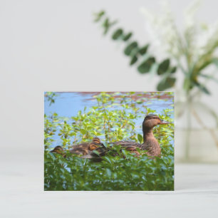 Mallard and Ducklings-Swimming by Shirley Taylor Postcard