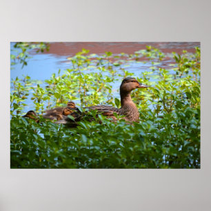 Mallard and Ducklings-Swimming by Shirley Taylor Poster