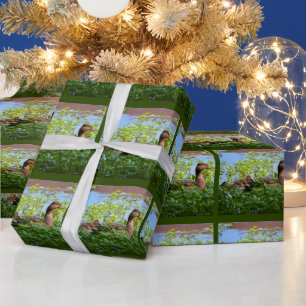 Mallard and Ducklings-Swimming by Shirley Taylor Wrapping Paper