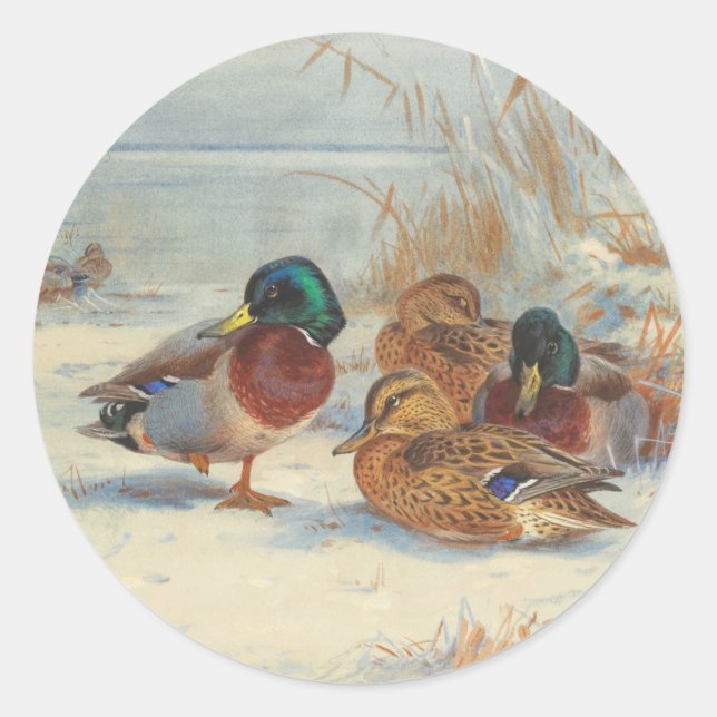 Mallard and teal in the snow, Birds Classic Round Sticker (Front)
