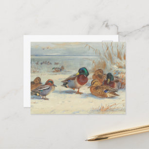 Mallard and teal in the snow, Birds Postcard