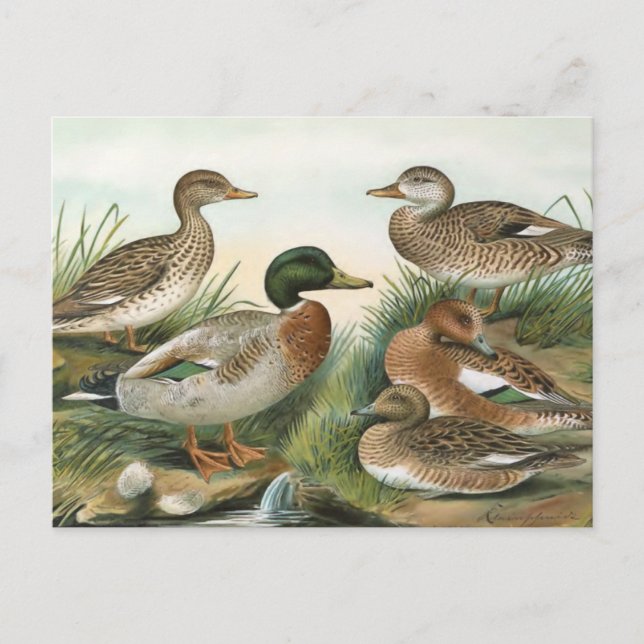 Mallard and Wigeon Vintage Bird Illustration Postcard (Front)