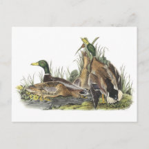 Mallard by Audubon