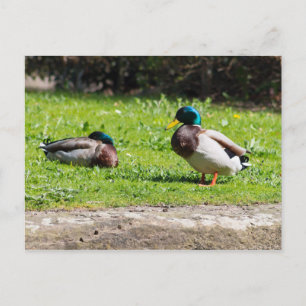 Mallard Couple Postcard