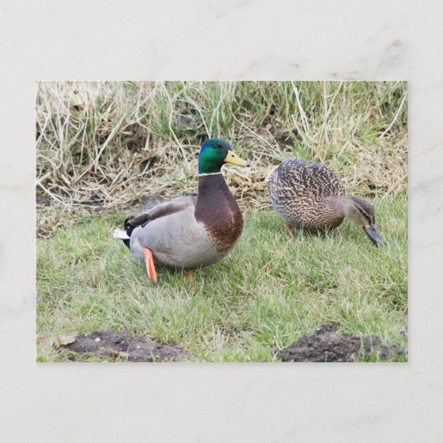 Mallard Couple Postcard (Front)