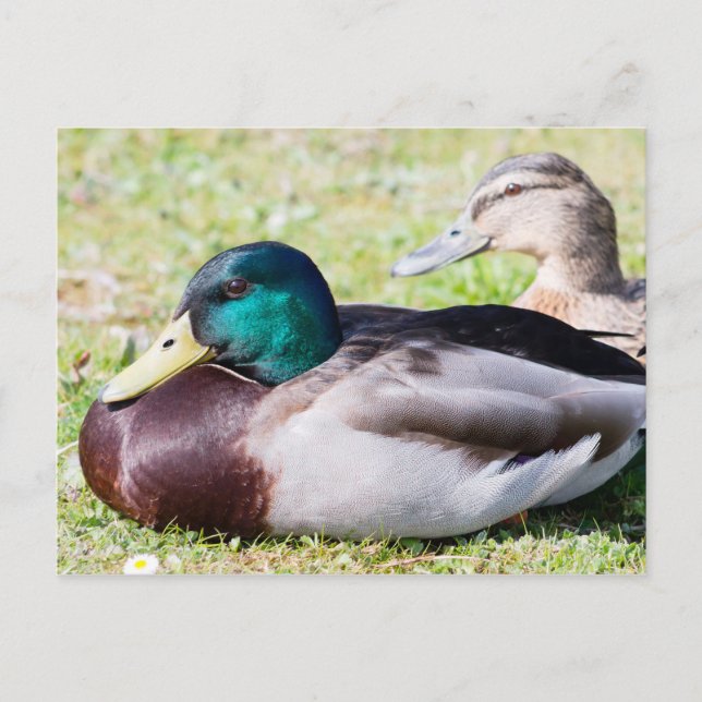 Mallard Couple Postcard (Front)