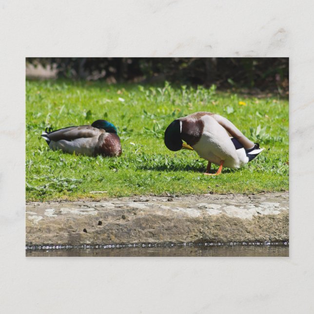 Mallard Couple Postcard (Front)