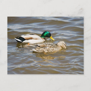 Mallard couple postcard