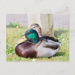Mallard Couple Postcard