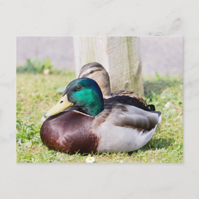 Mallard Couple Postcard (Front)
