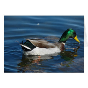 Mallard Drake