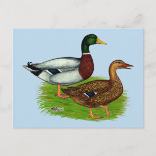 Mallard Drake and Duck Postcard