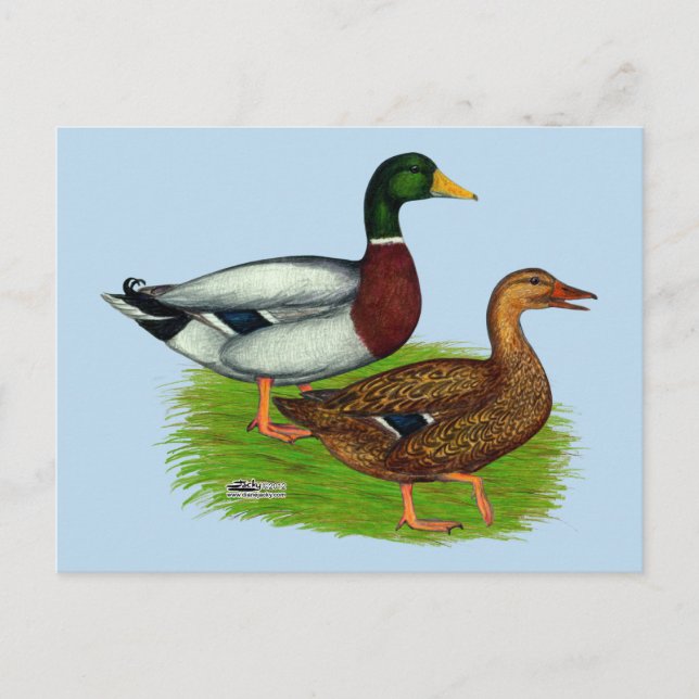 Mallard Drake and Duck Postcard (Front)