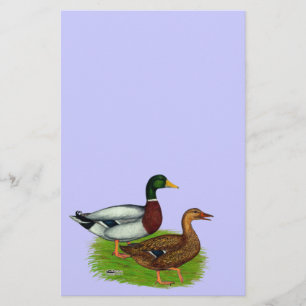 Mallard Drake and Duck Stationery