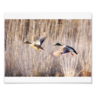 Mallard Drake and Hen Print